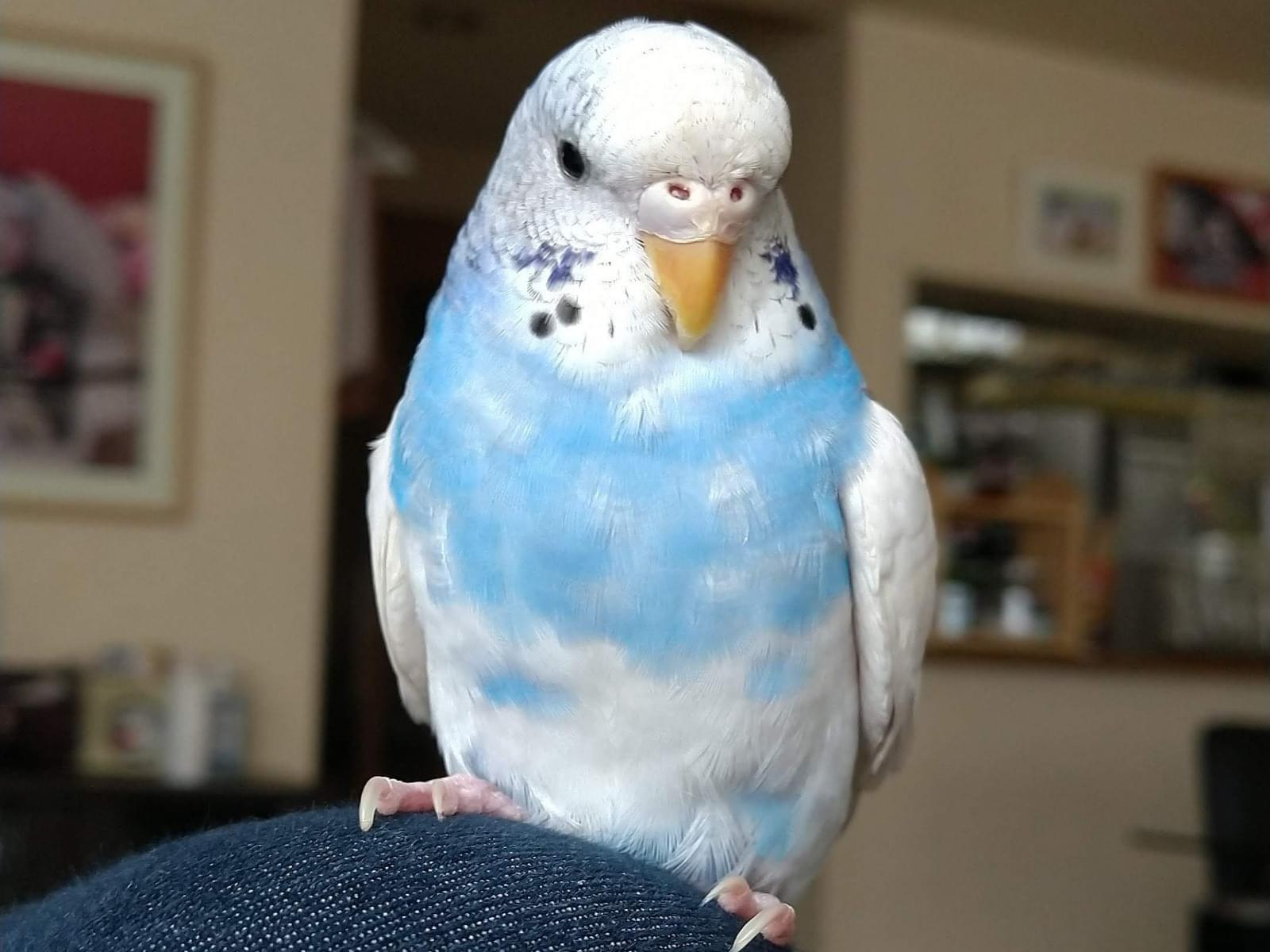 ひじきちゃん ひじきちゃん