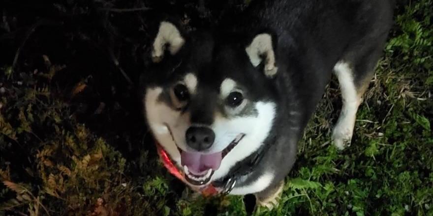 黒柴を探してます。