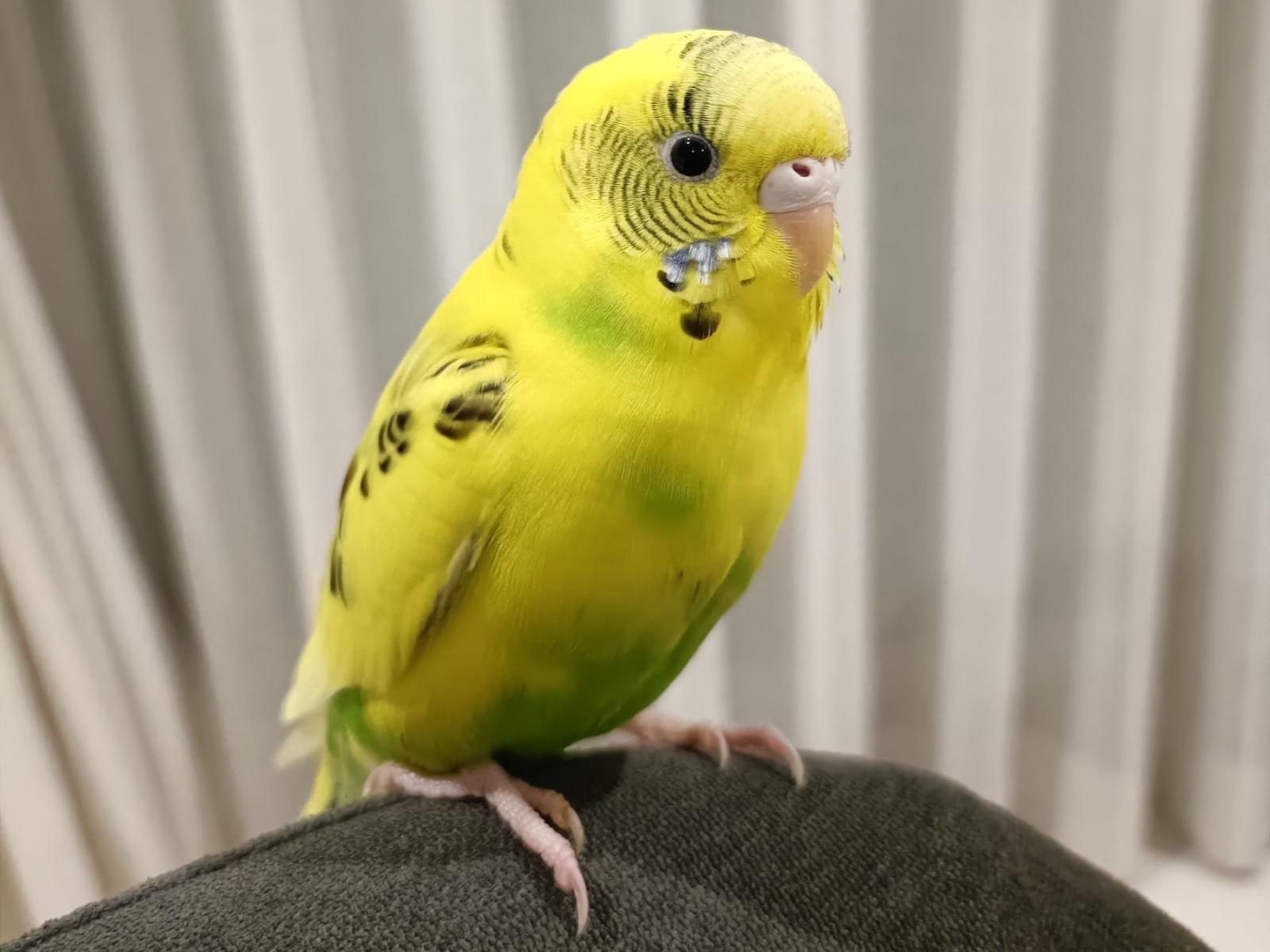 保護された鳥 保護された鳥