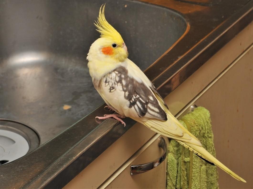 保護された鳥 保護された鳥