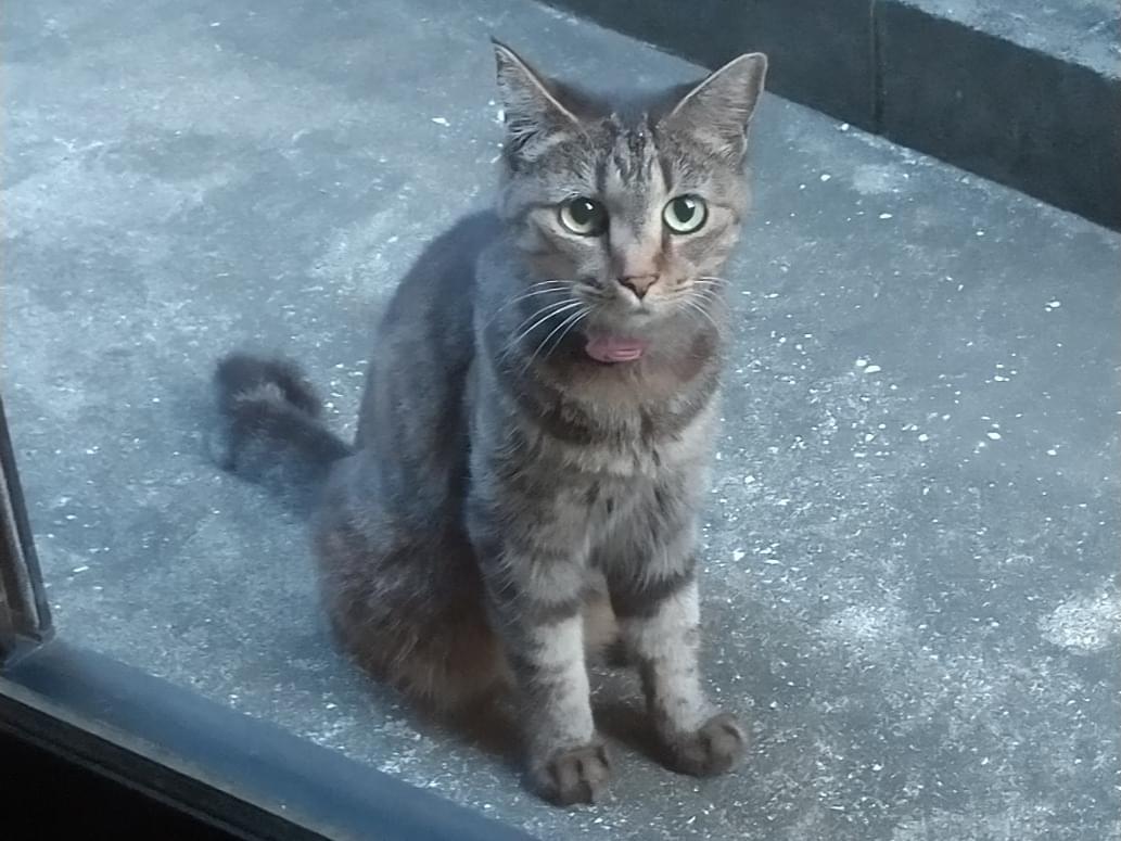 目撃された猫 目撃された猫
