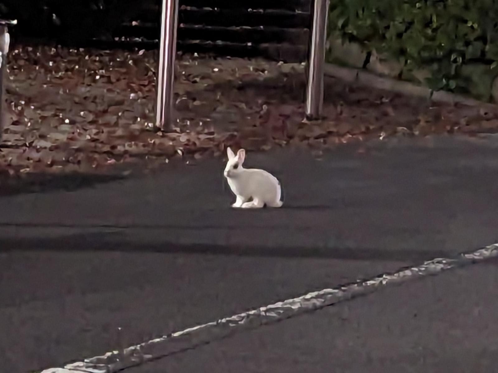 目撃されたペット 目撃されたペット