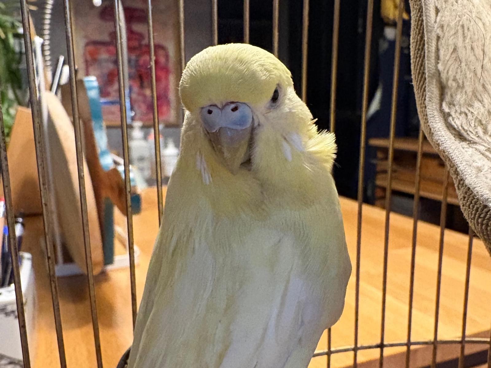 保護された鳥