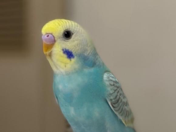 かんちゃん かんちゃん