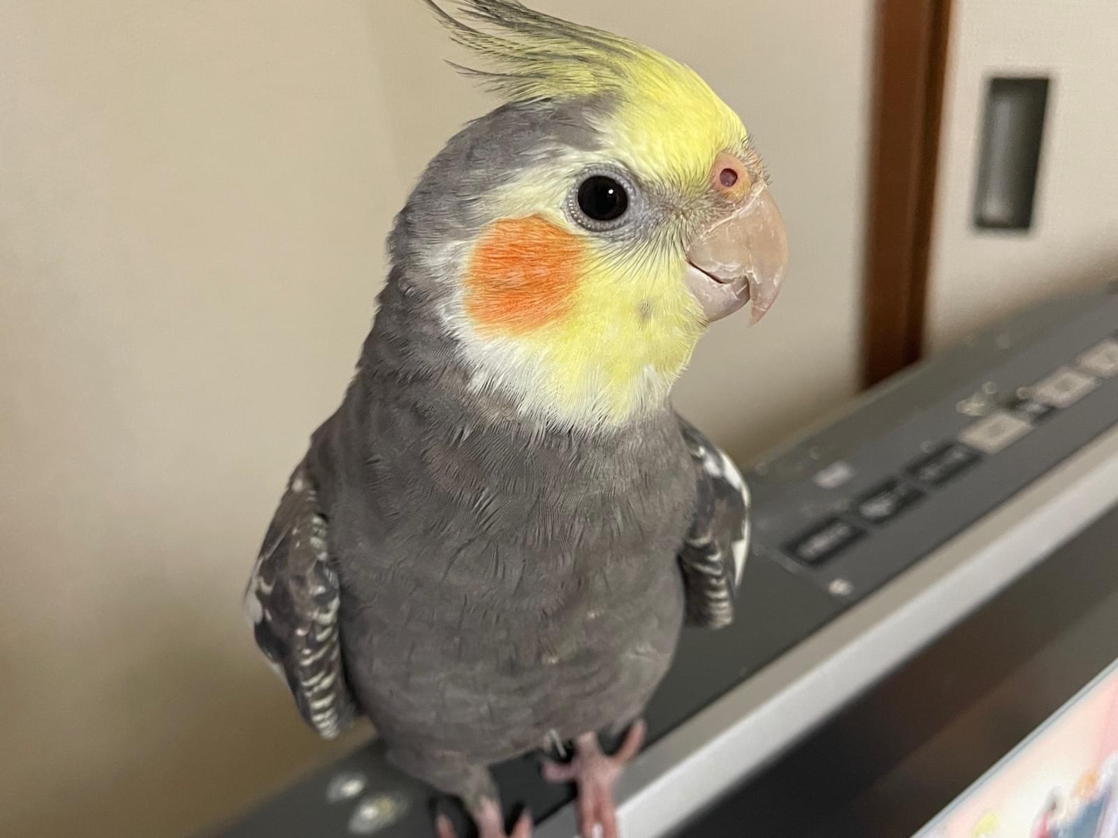 ちゅんちゃん ちゅんちゃん