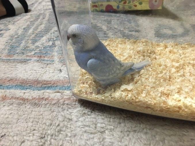 -ちゃん -ちゃん
