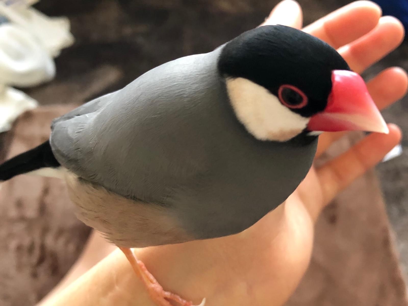 クックちゃん クックちゃん