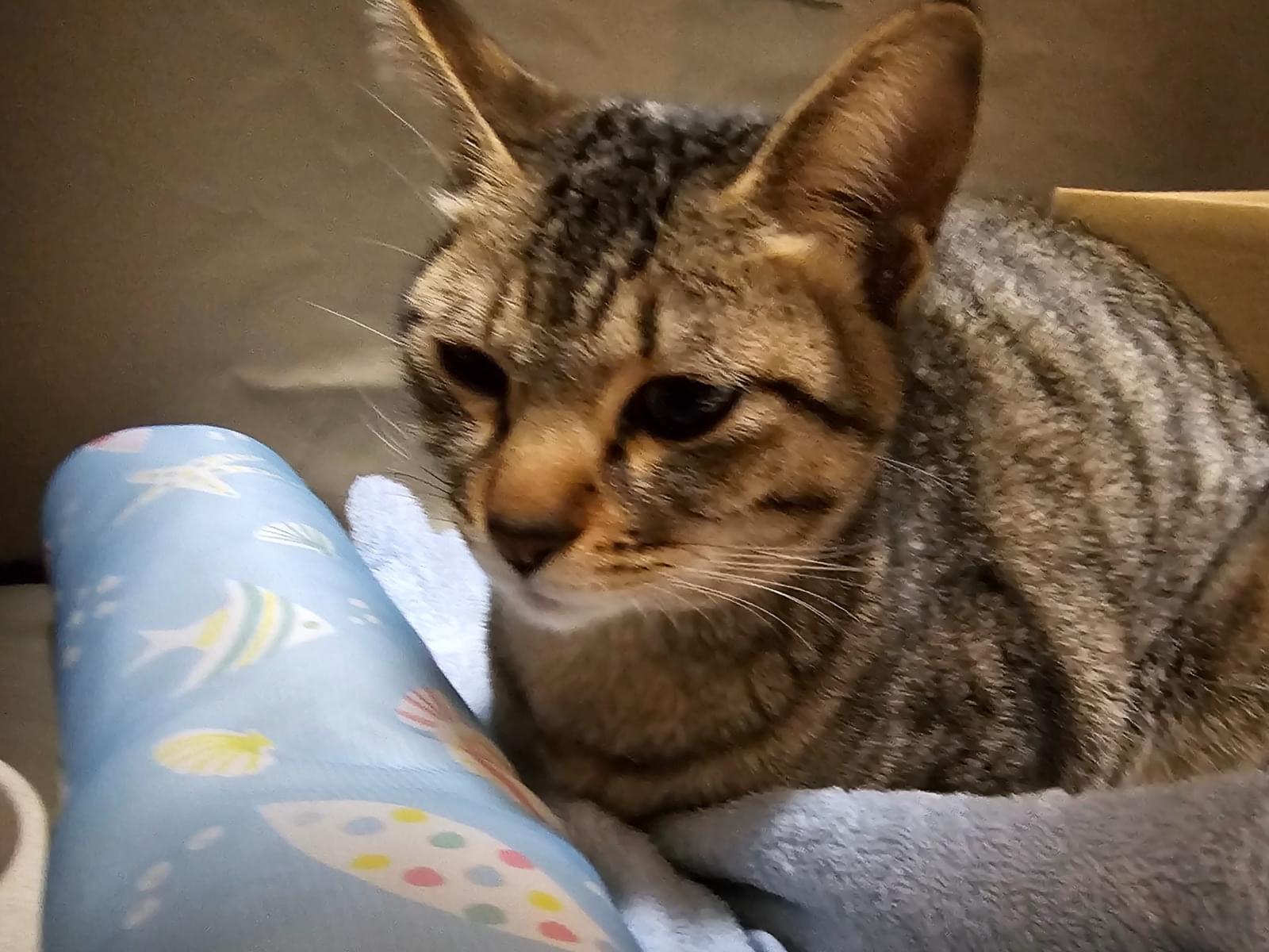 保護された猫 保護された猫