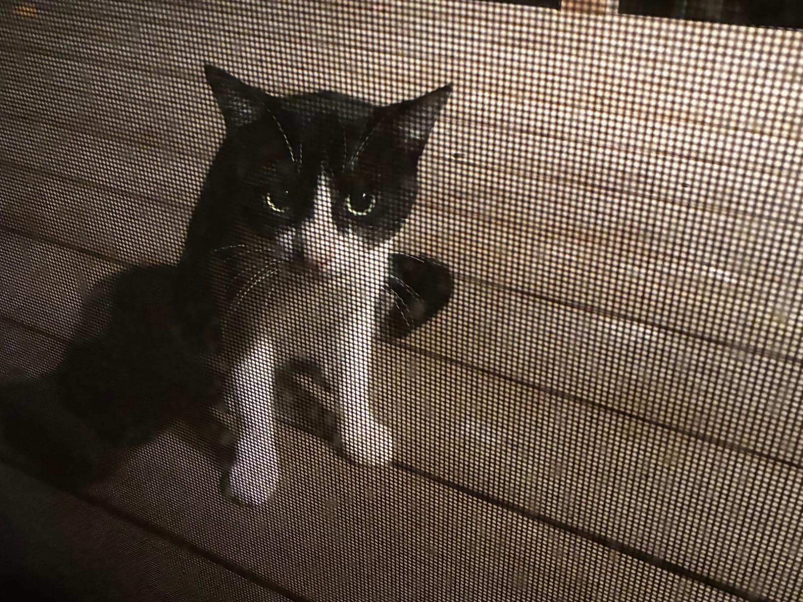 目撃された猫 目撃された猫