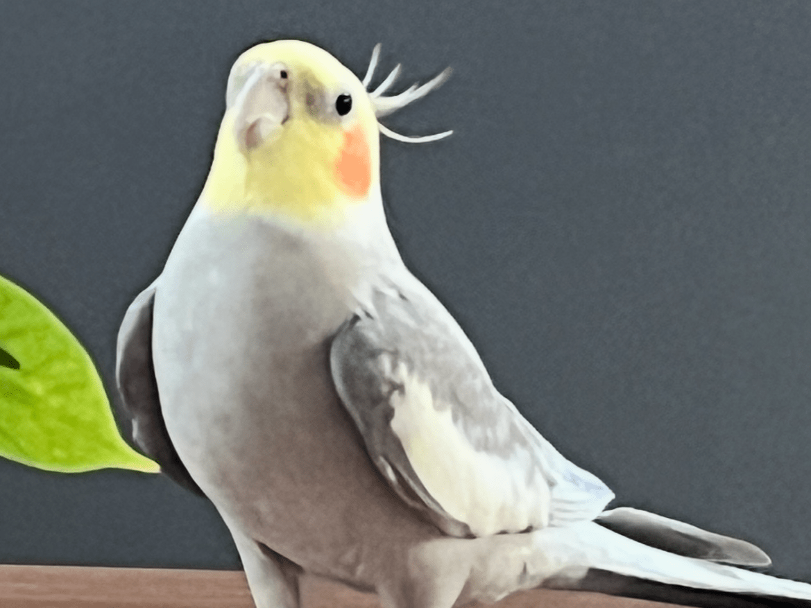 ぺんこちゃん ぺんこちゃん