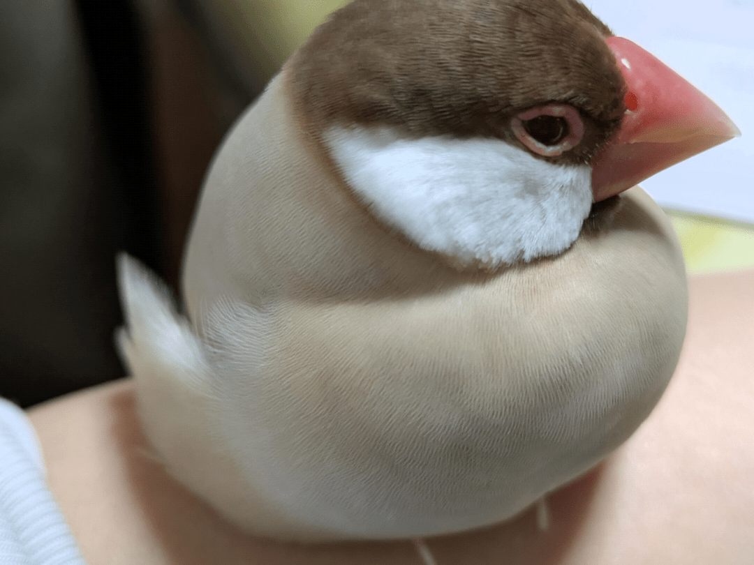 クリちゃん クリちゃん