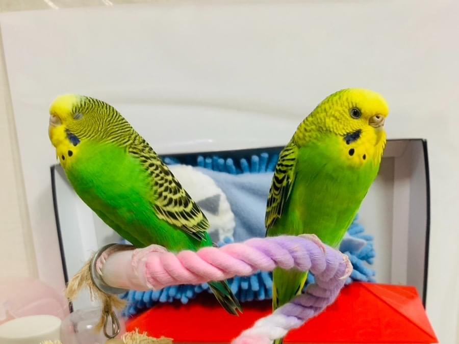 ぼんじり&せせりちゃん ぼんじり&せせりちゃん