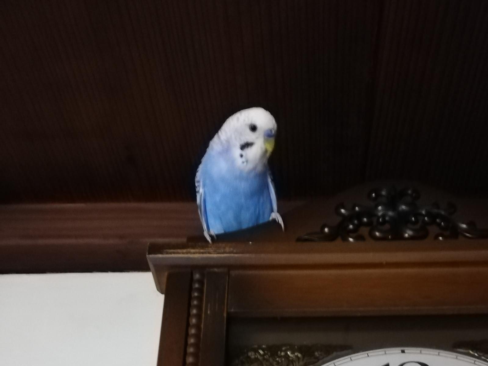 ぴーちゃん ぴーちゃん