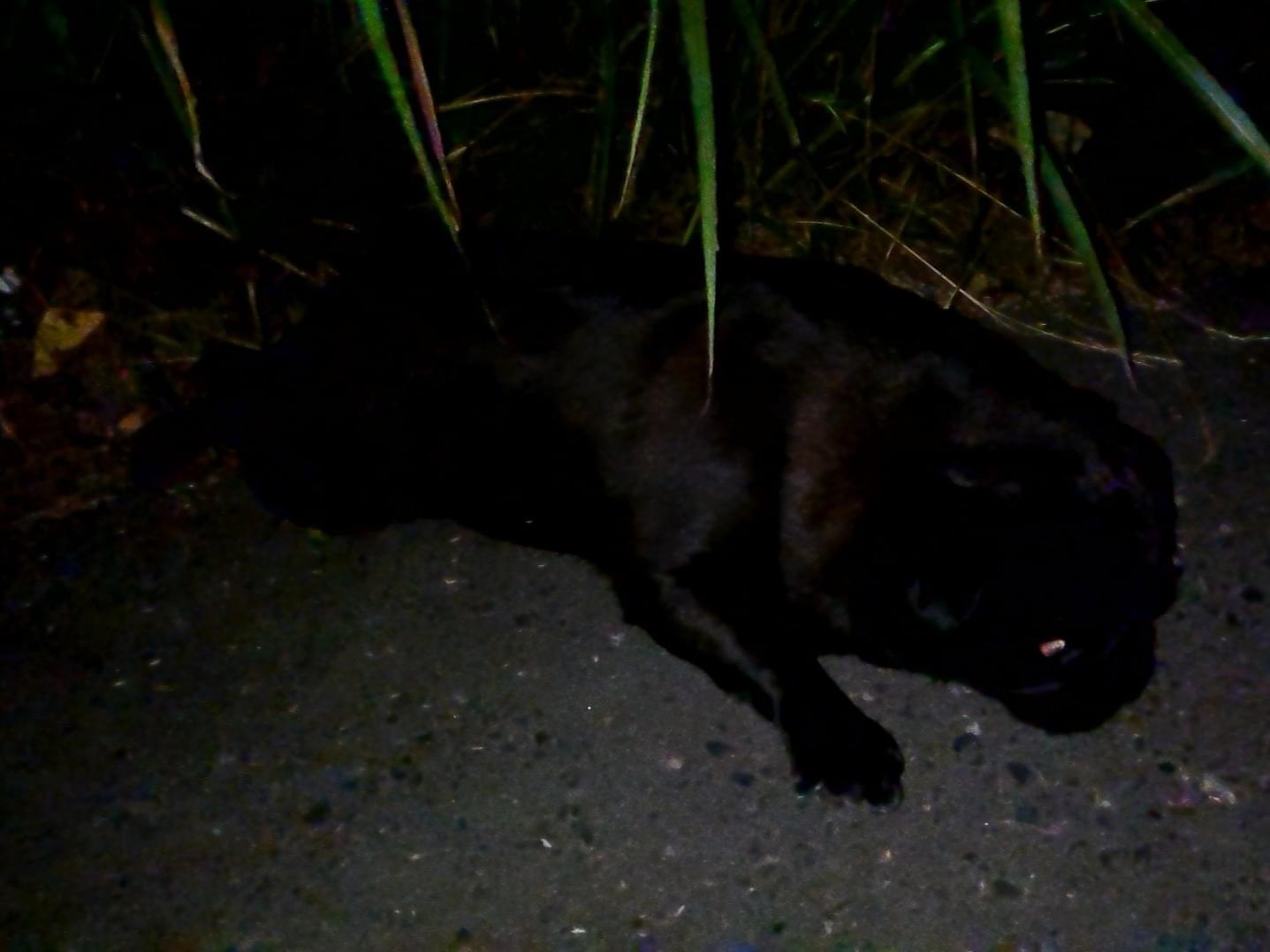 目撃された犬 目撃された犬