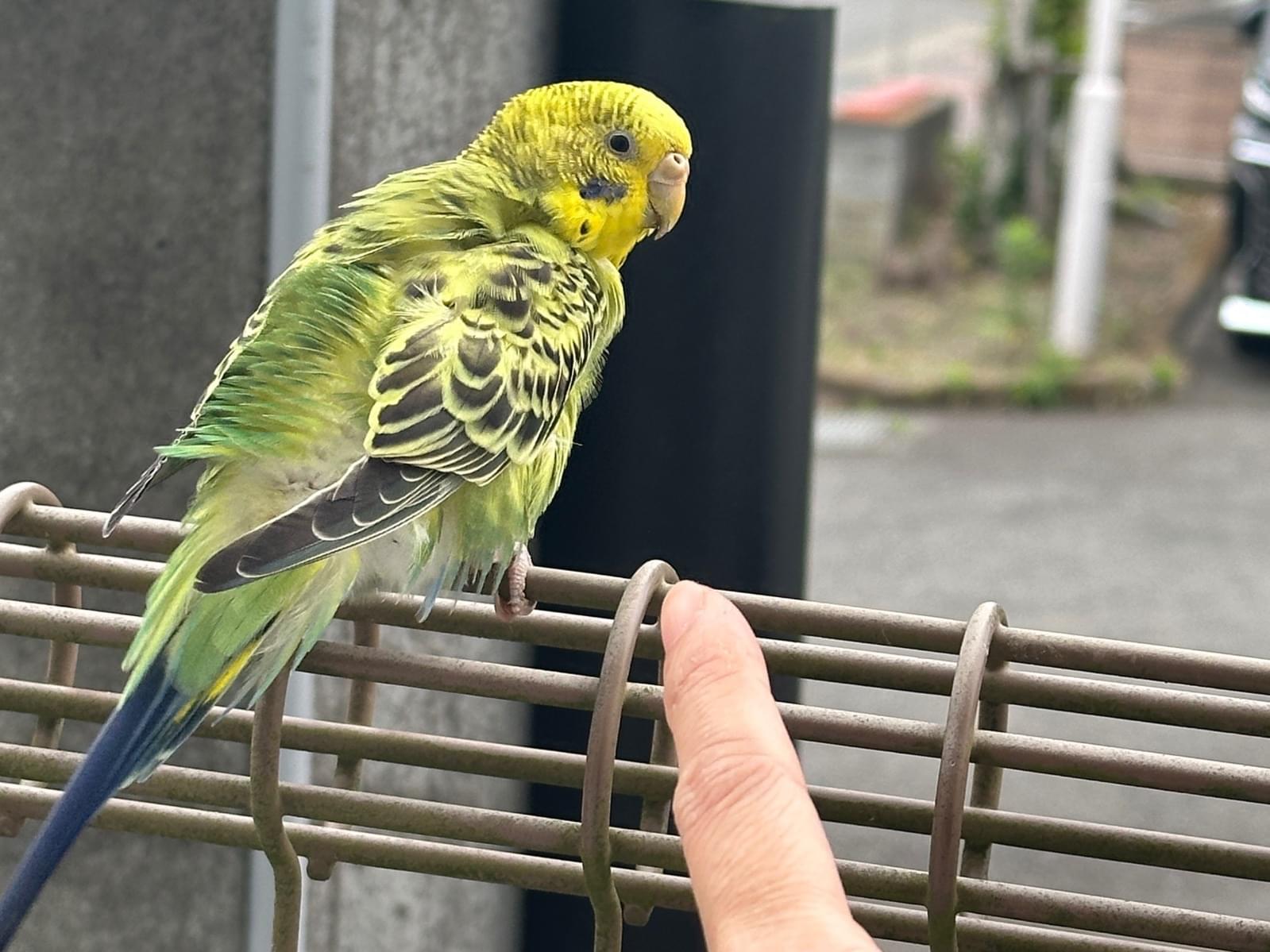 保護された鳥 保護された鳥