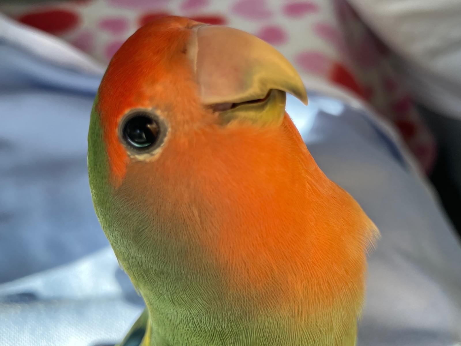 まめちゃん