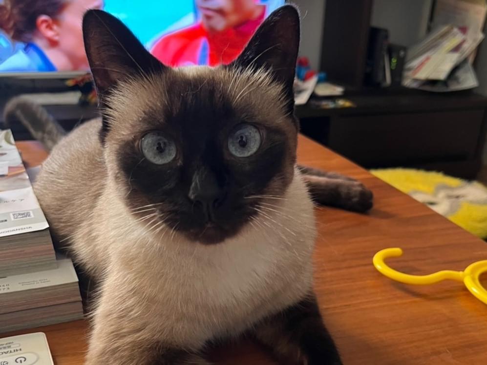 保護された猫 保護された猫