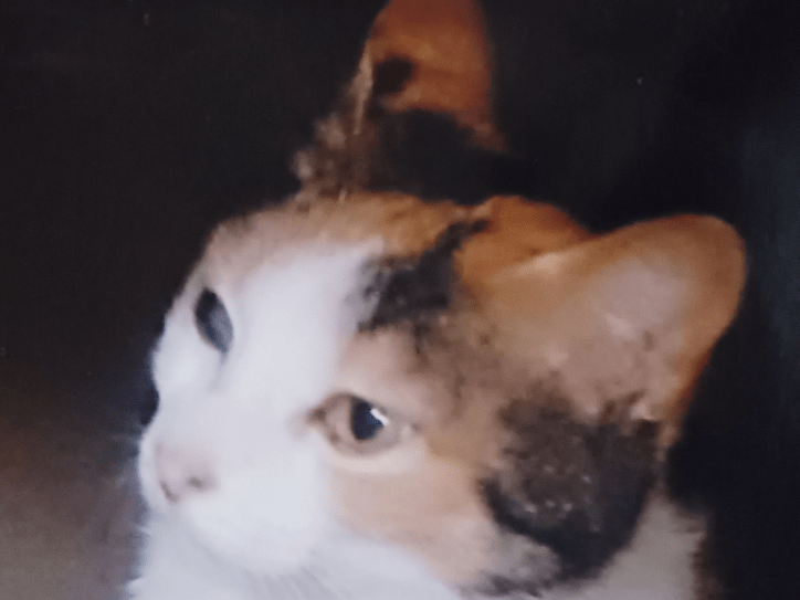 みけこちゃん みけこちゃん