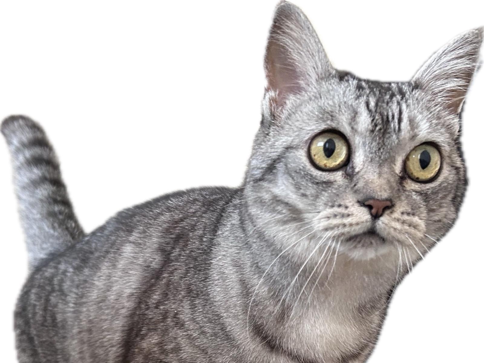 ハナちゃん ハナちゃん