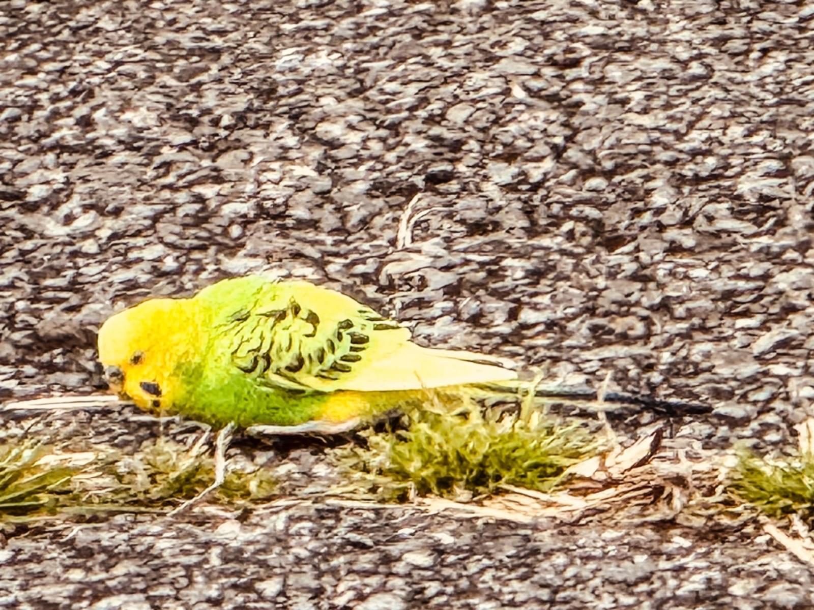 目撃された鳥 目撃された鳥