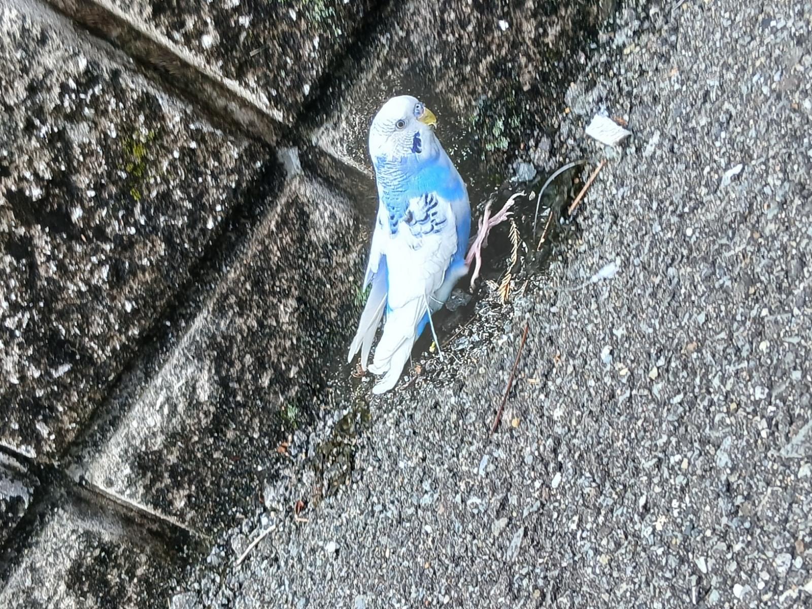 保護された鳥 保護された鳥