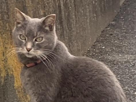 ナラチャンちゃん ナラチャンちゃん