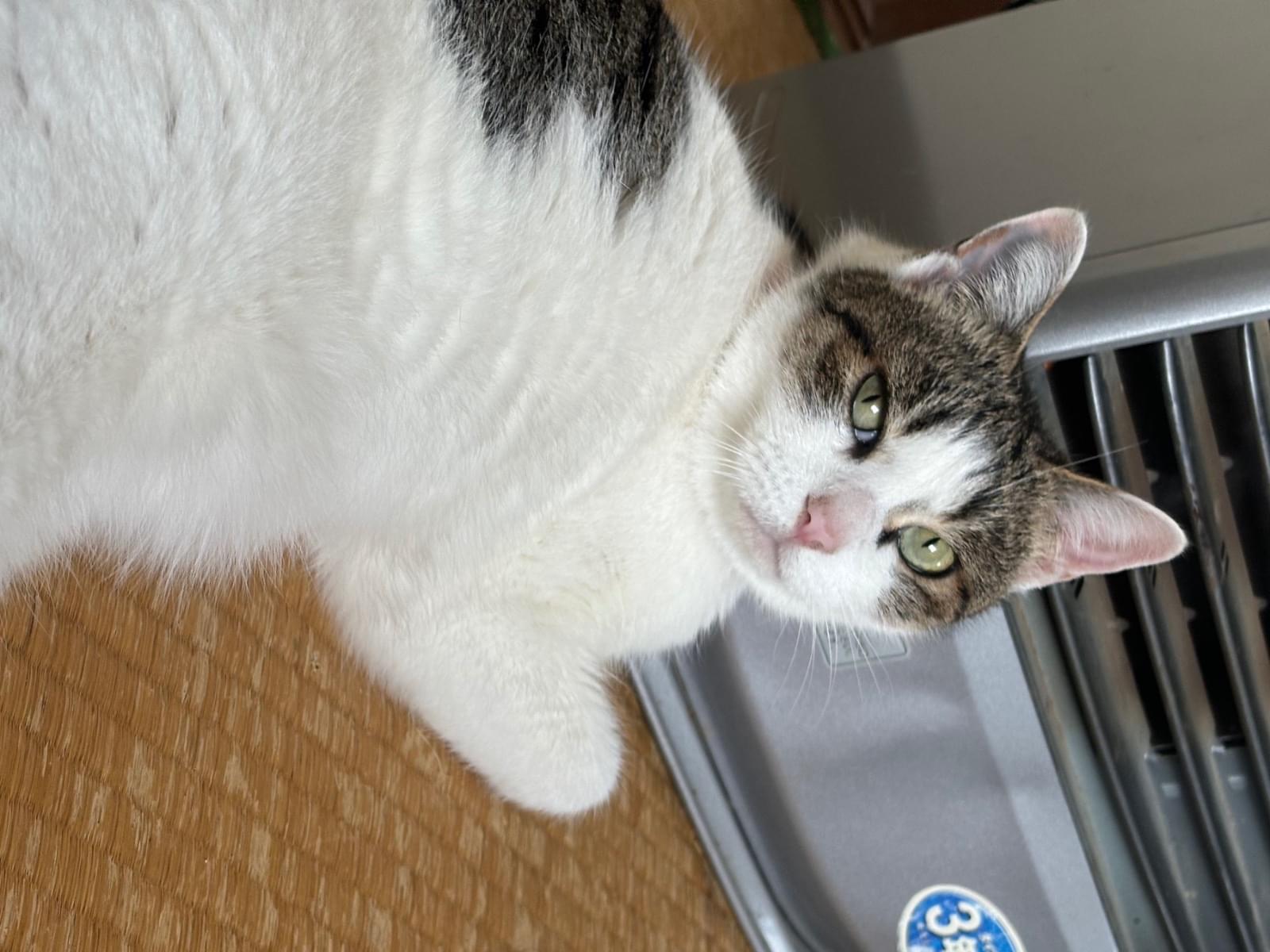 フクちゃん フクちゃん