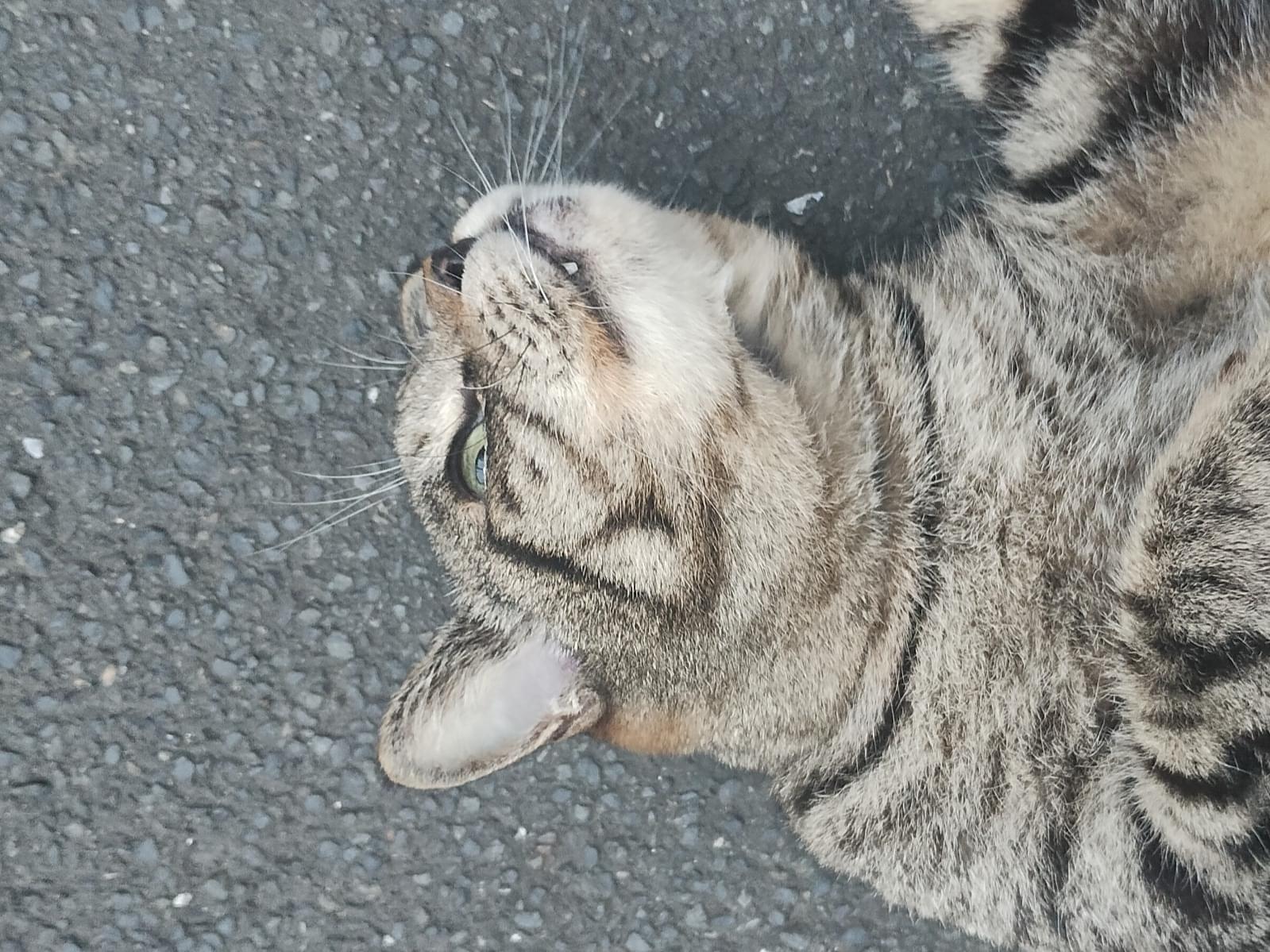 目撃された猫