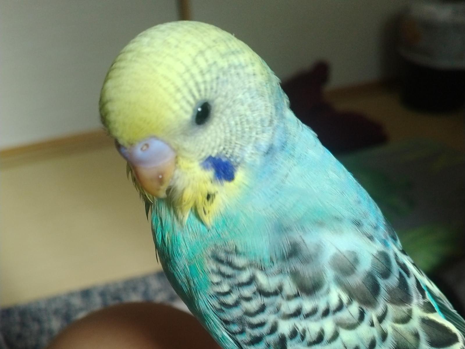 はあちゃん はあちゃん