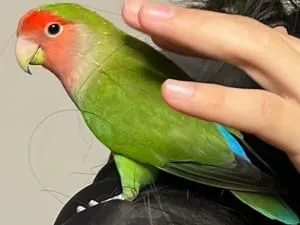 赤と緑色の小桜インコを探しています。