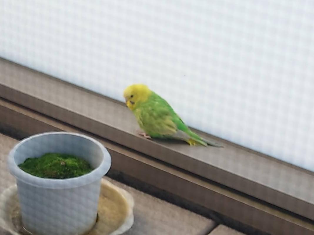 目撃された鳥 目撃された鳥