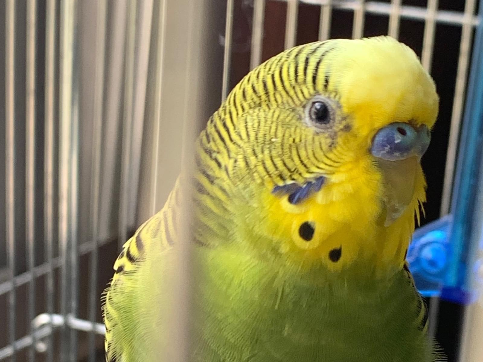 こんぺいちゃん こんぺいちゃん