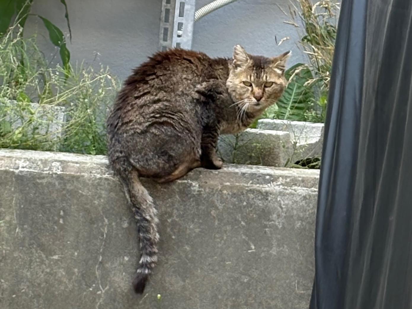 目撃された猫 目撃された猫