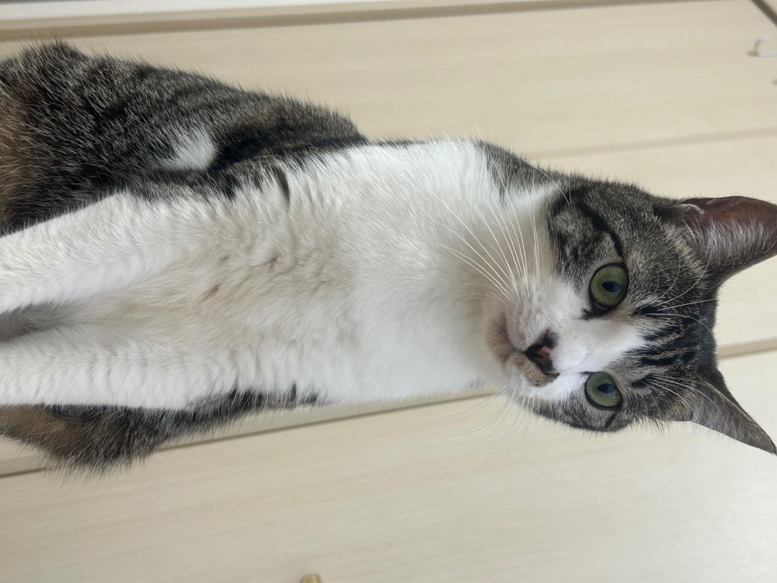アメちゃん アメちゃん