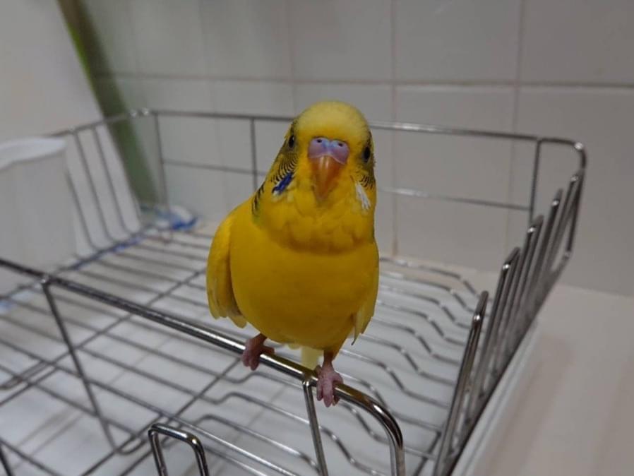 ゆずちゃん ゆずちゃん