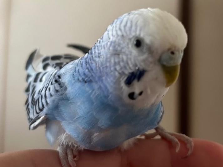 ピーすけちゃん ピーすけちゃん