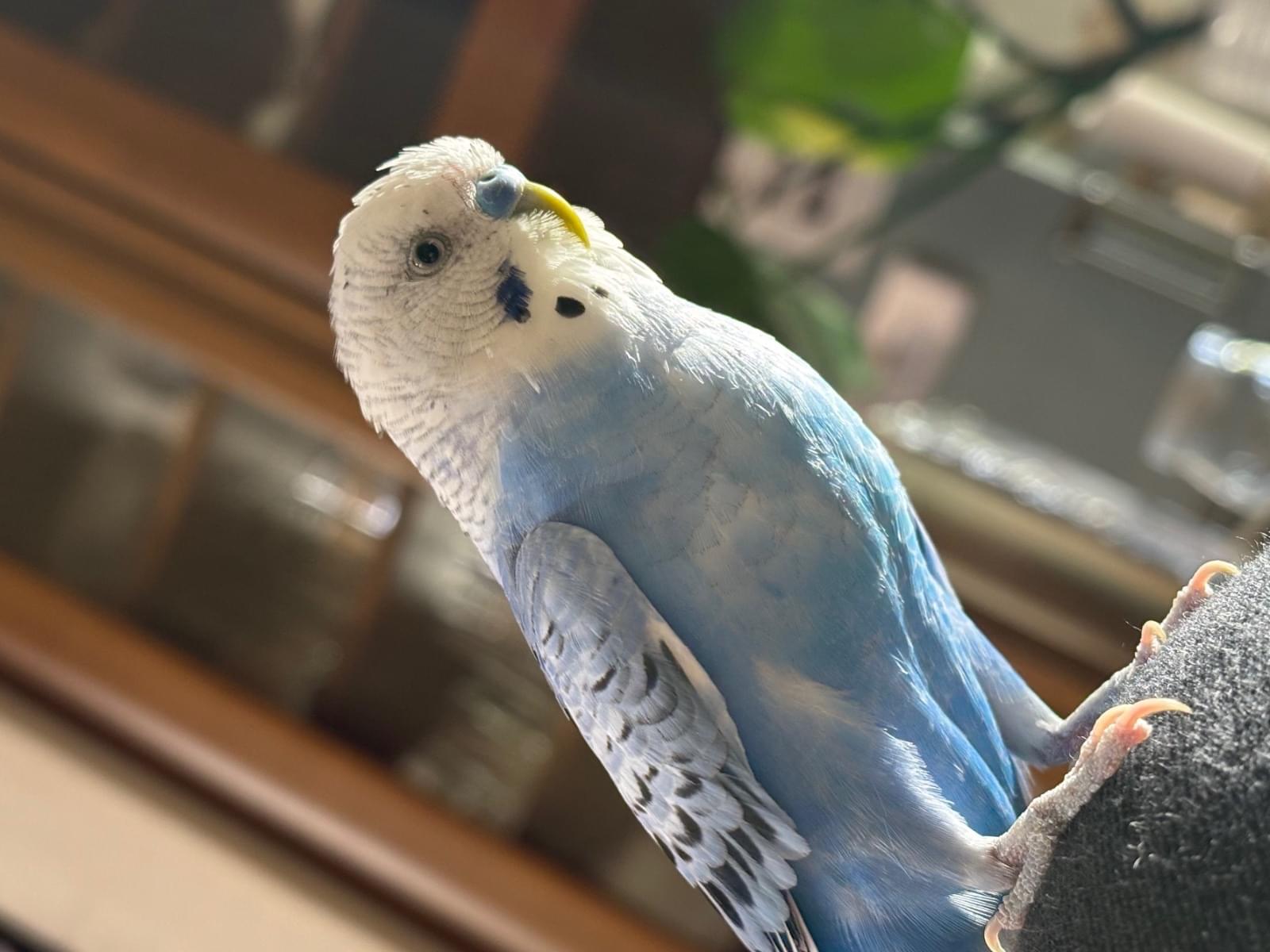ぼんちゃん ぼんちゃん