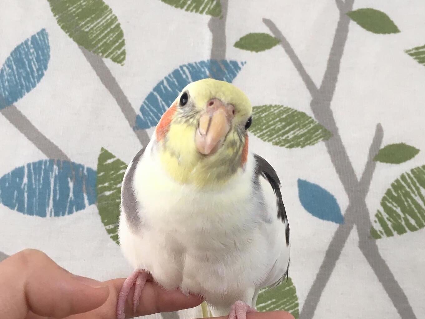 ピーちゃん ピーちゃん