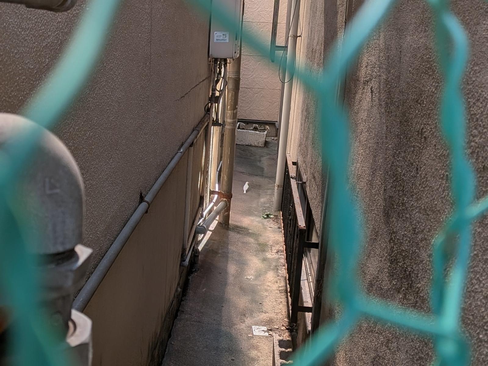 目撃された鳥 目撃された鳥