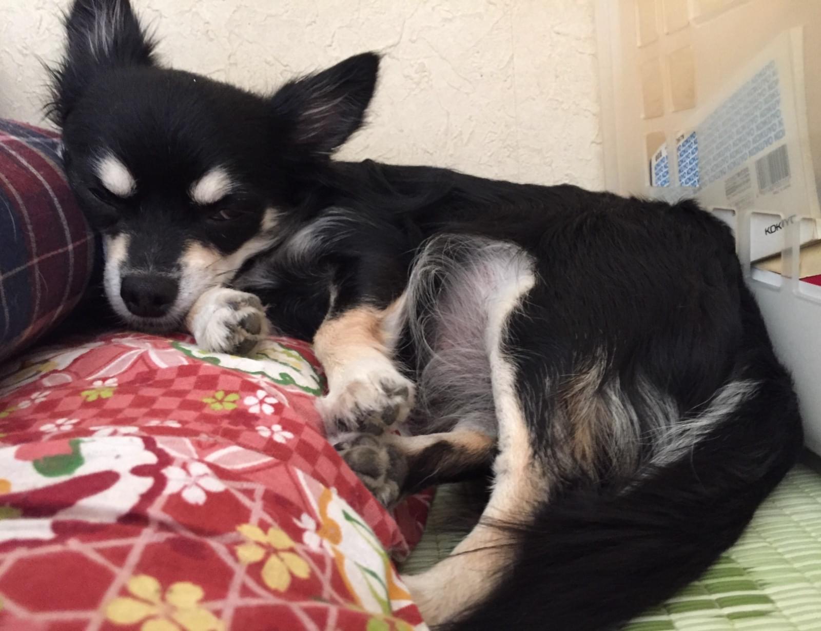 白眉の黒チワワを探しています