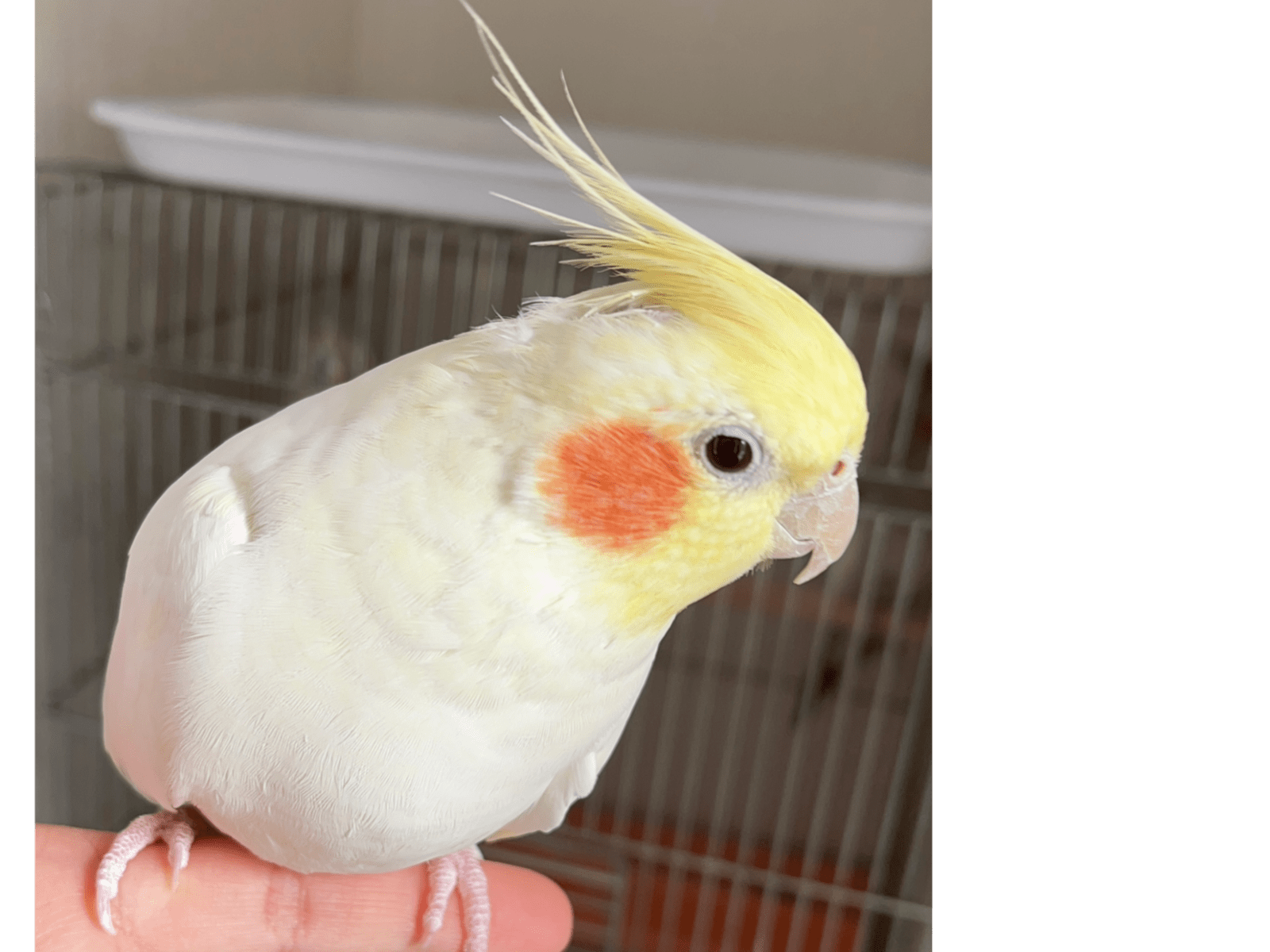 かめちゃん かめちゃん