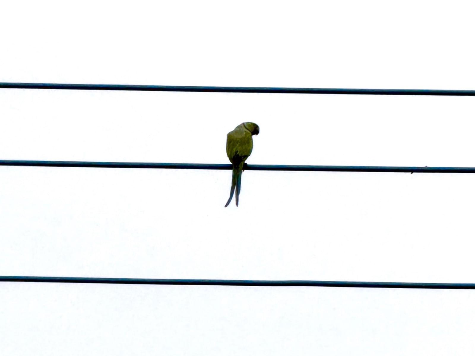 目撃された鳥