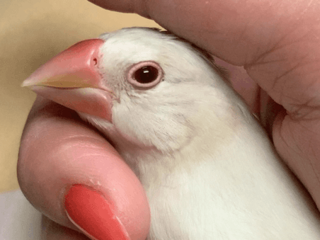 アメちゃん アメちゃん
