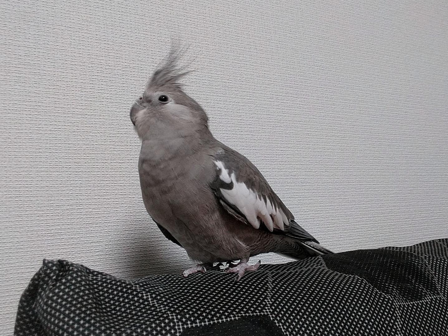 ジジちゃん ジジちゃん