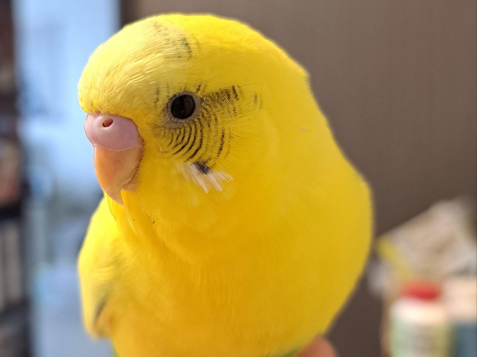 保護された鳥 保護された鳥