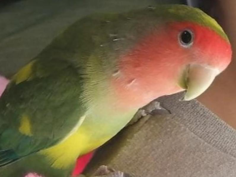 ぴーちゃん ぴーちゃん