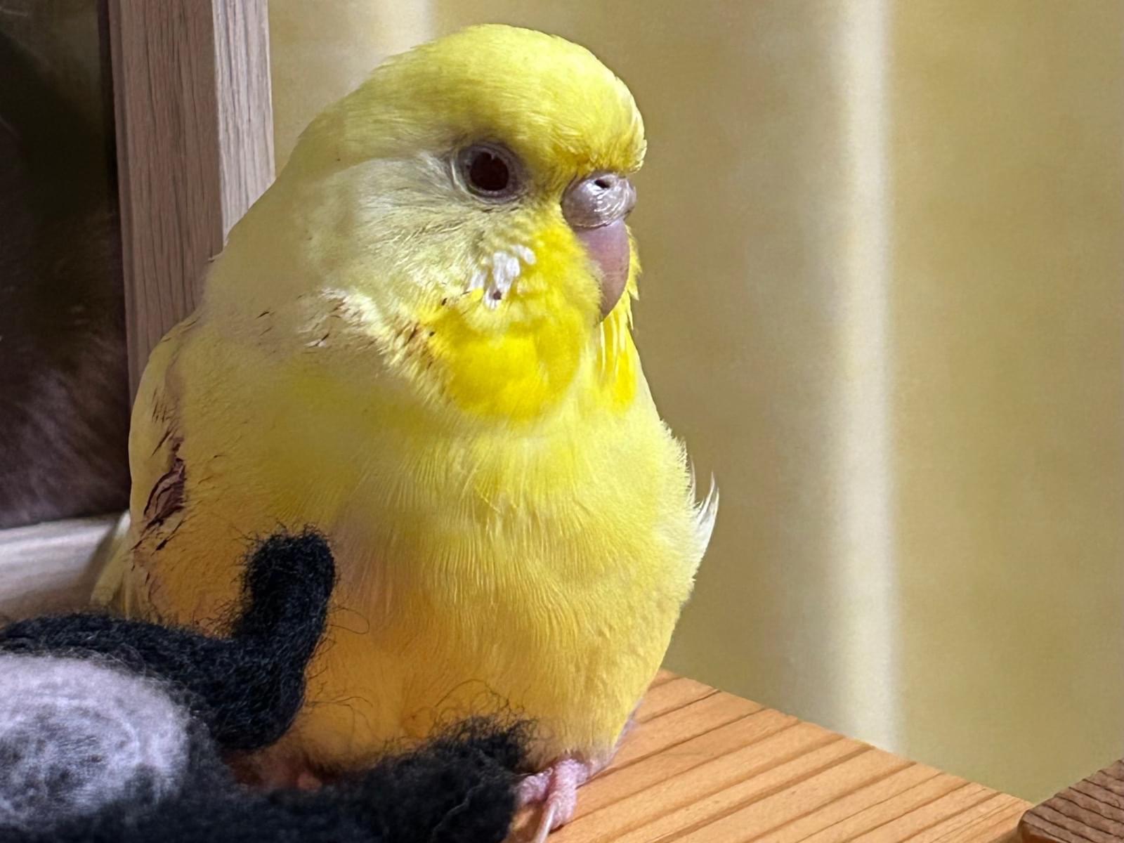 保護された鳥 保護された鳥