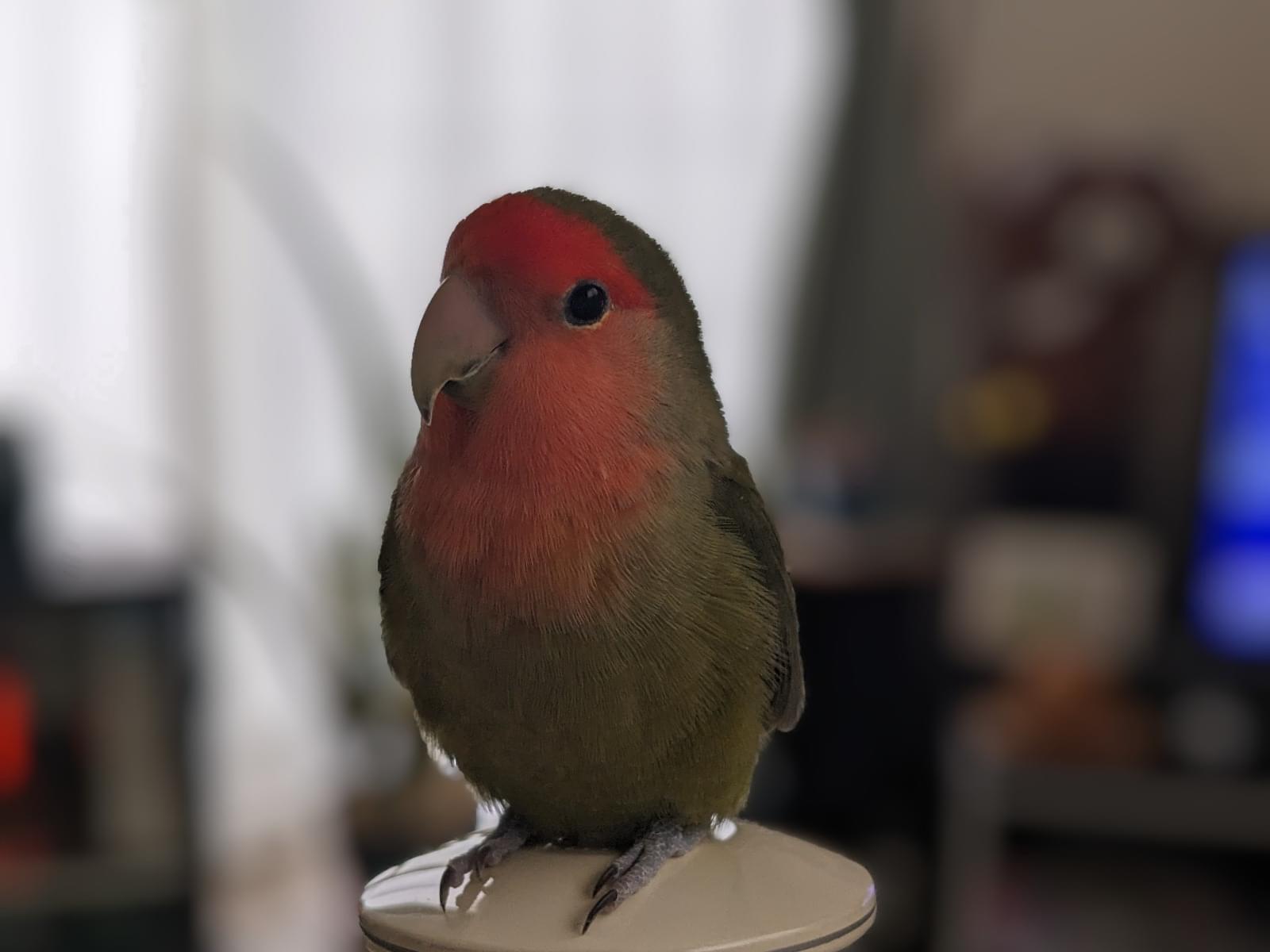 ふっかちゃん ふっかちゃん