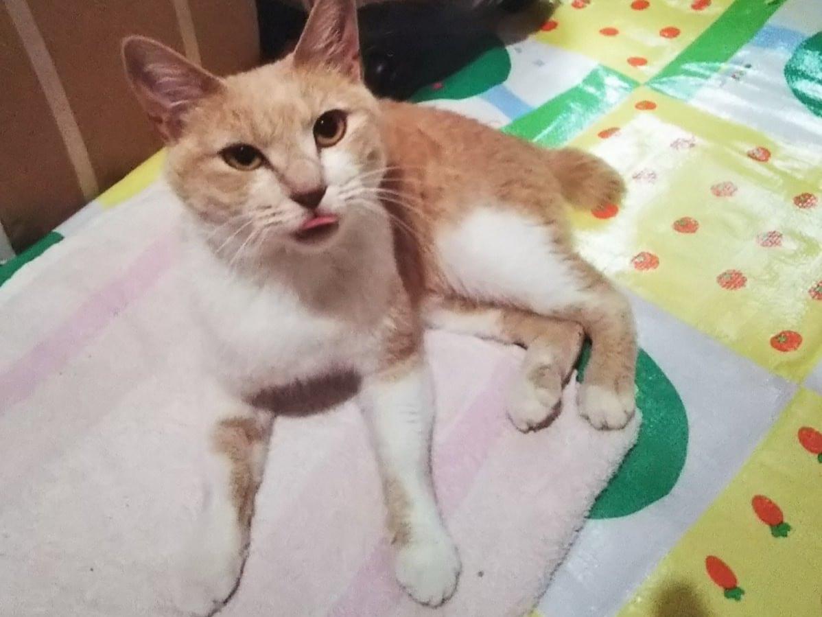 保護された猫 保護された猫
