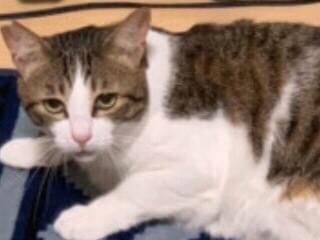 目撃された猫 目撃された猫